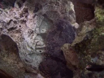 a_toadfish.webp