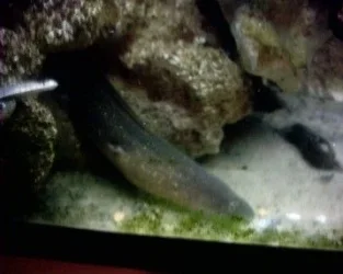 moray.webp