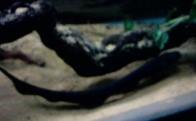 electric_eel_3.jpg