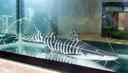 brachyplatystoma_tigrinum.webp