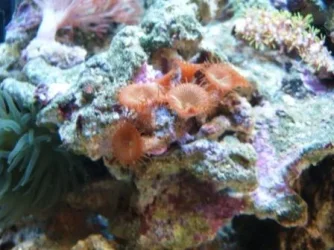 brownpolypschac.webp