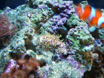 greencarpetxenia.webp