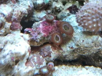 mattpolyps.webp