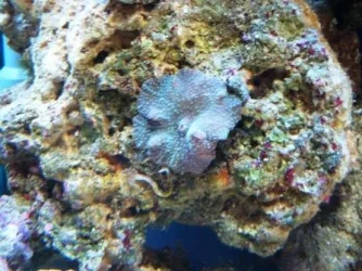 newmushrooms.webp
