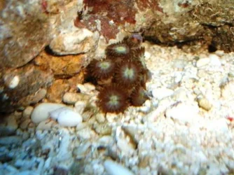 ZOAS___.webp