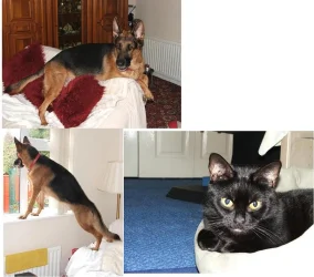 pets2.webp