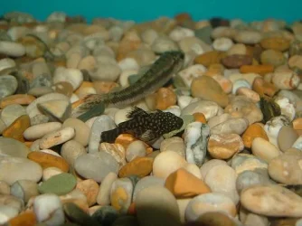 fish0206_051.webp