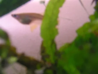 Alfafo_cultratus__Small_.webp Alfafo_cultratus__Small_.webp