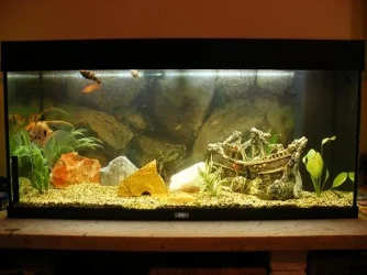 Fish02.webp