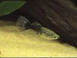 guppy2.webp
