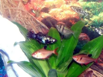 Molly_Tetra3.webp Molly_Tetra3.webp