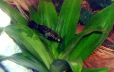 Molly_fish4.webp Molly_fish4.webp