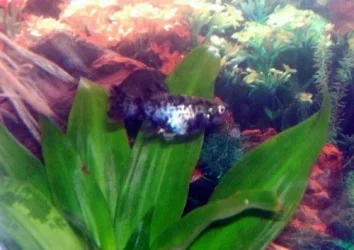 mollyfish.webp mollyfish.webp