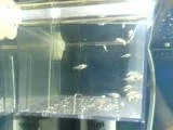 th_babies2.webp