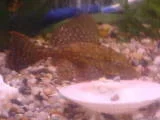 th_catty3.webp