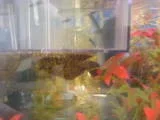 th_catty4.webp