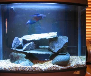 fishtanks_005.webp
