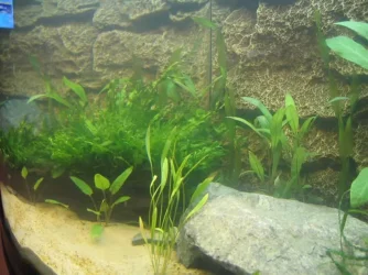 Tank_009.webp