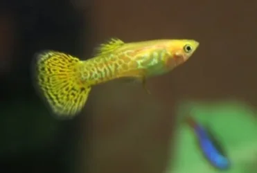 guppy.webp