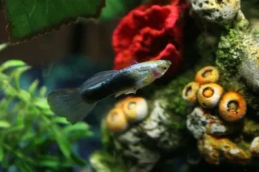 guppy2.webp