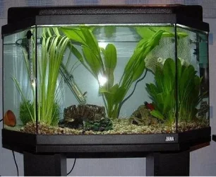 2ndtank.webp