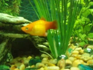 platy2006_Laurens_camera_005.webp