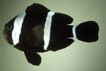 amphiprion_tricinctus.webp