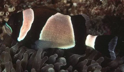 amphiprion_latezonatus.webp