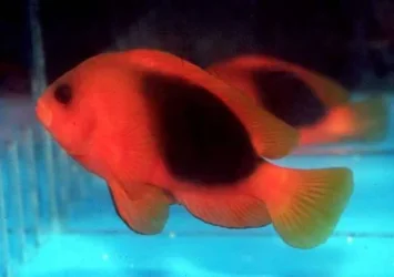 amphiprion_ephippium.webp
