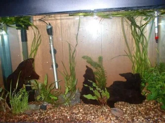 fish_tank_1_2007_001b.webp