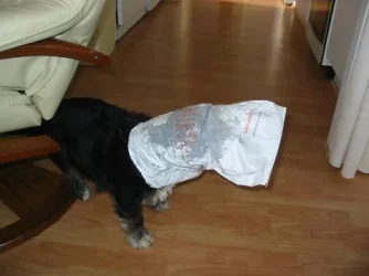 Its_in_the_Bag_004_paint.webp