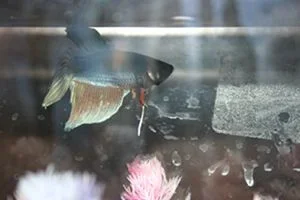Loenardo_Da_Fishy.webp