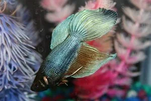 Loenardo_Da_Fishy_2.webp Loenardo_Da_Fishy_2.webp
