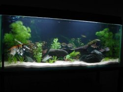 Fish_pics_051x.JPG