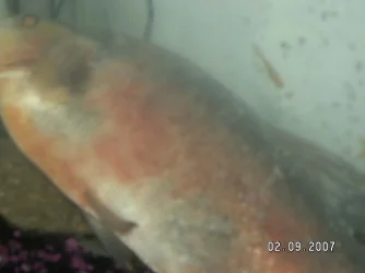 fish.webp