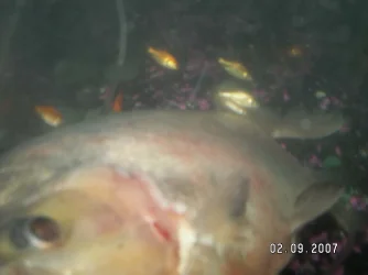 fish2.webp