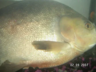 fish3.webp