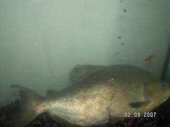 fish4.webp
