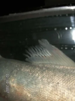 fish5.webp