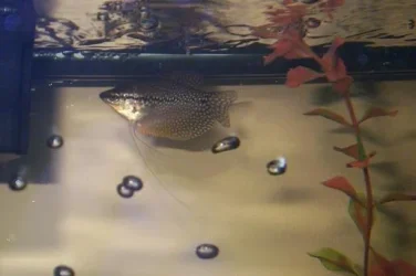 Pearl_Gourami.webp