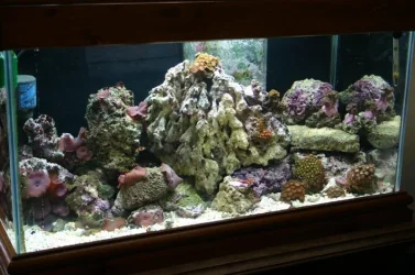 IMG_3118__Medium_.webp