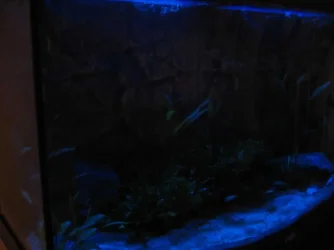 Tank_002.webp Tank_002.webp