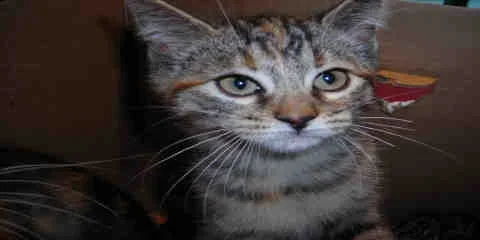 kit.webp