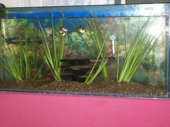 tank151.webp