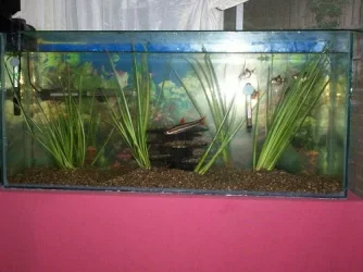 tank152.webp