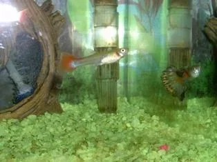 guppy_female_n_guppy_male.webp