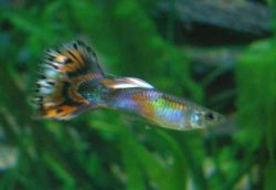 fancyguppy.jpg fancyguppy.jpg