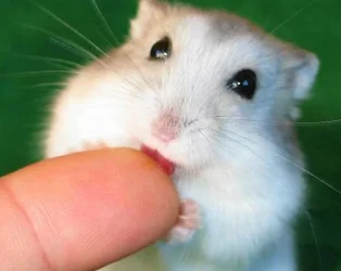 lick.webp