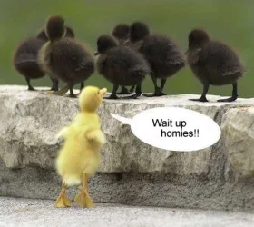 ducky.webp