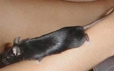 Mouse.webp